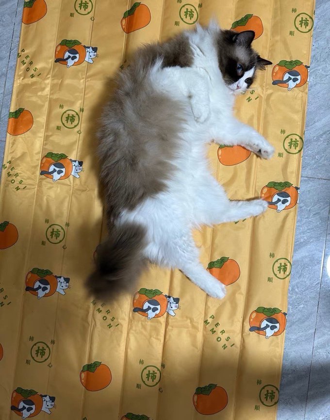 宠物冰垫