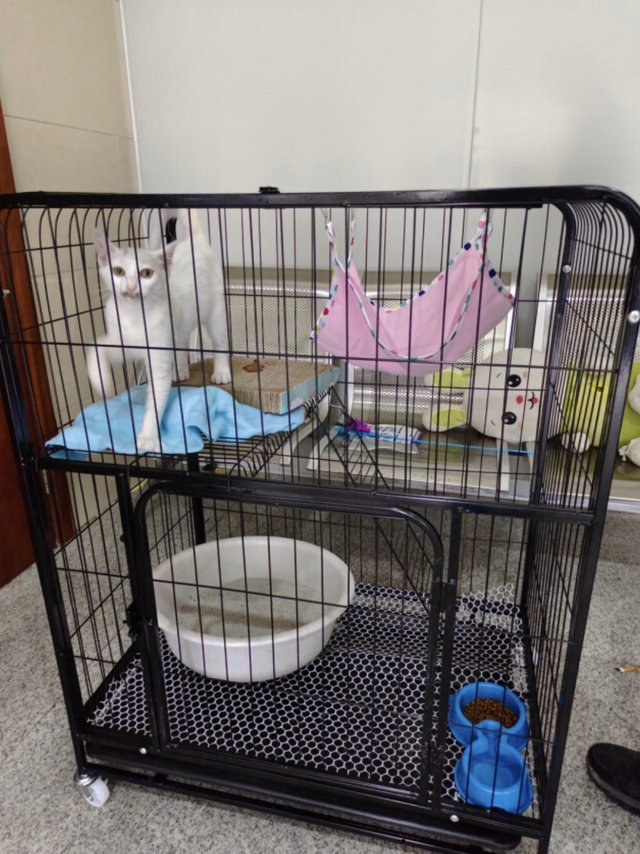 蔻丝【加粗方管】猫笼子大号猫别墅家用猫笼