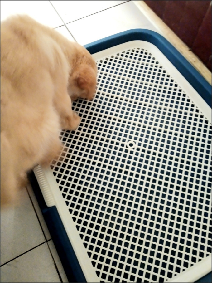 狗狗厕所