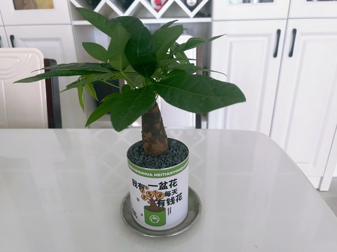 临雅兴趣爱好
