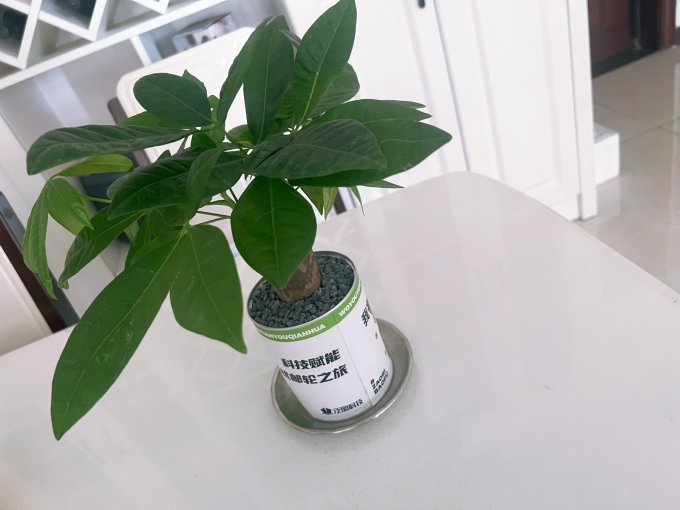 临雅兴趣爱好