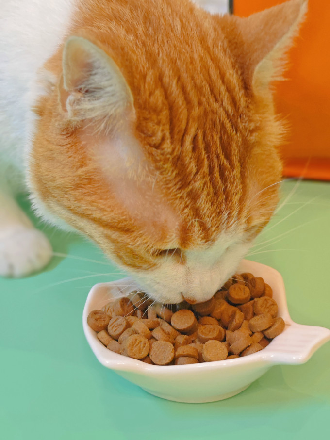 盒边猫咪干粮