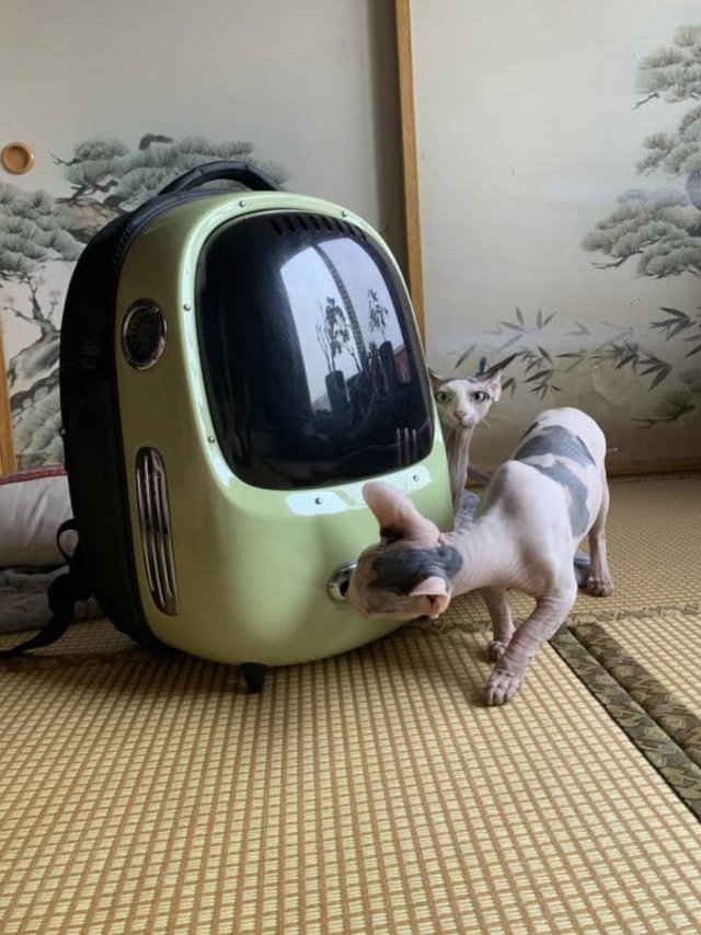 小佩新风猫包 宠物户外用品大号便携猫笼太