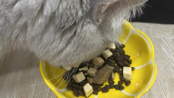 怎么给猫咪选个适合的好猫粮？