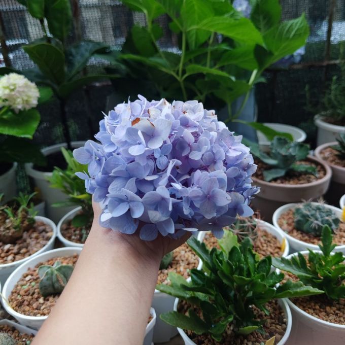 虹越盆栽