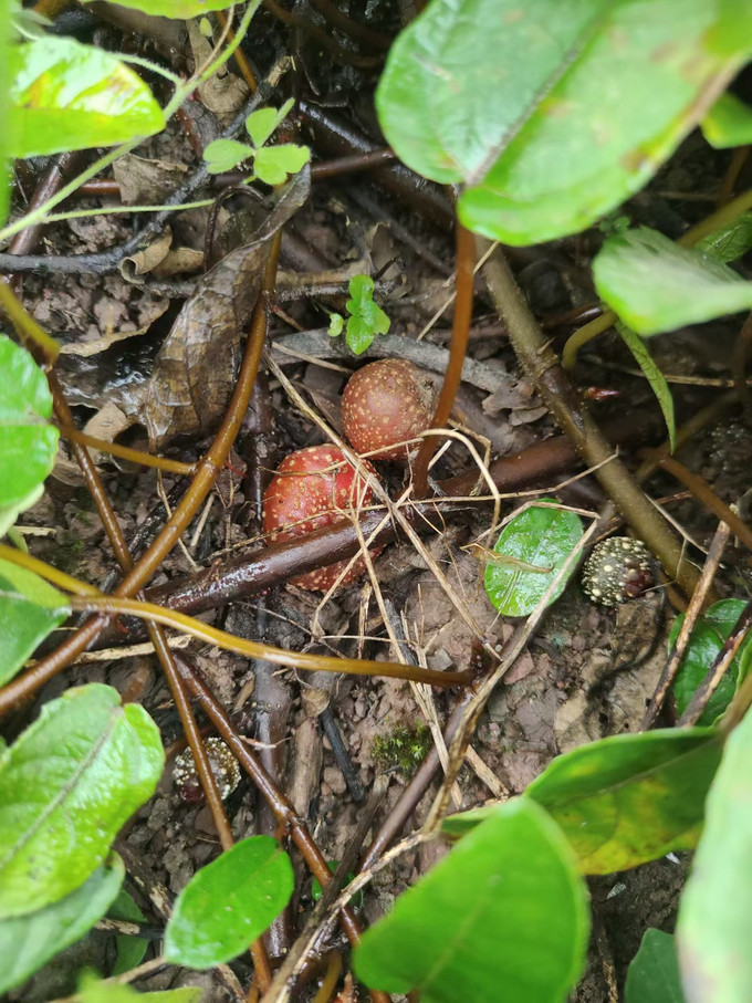 新鲜水果