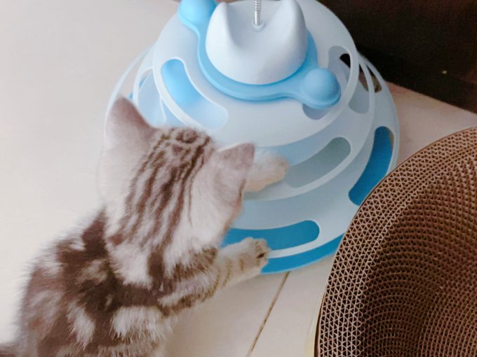 小猫喵喵猫玩具