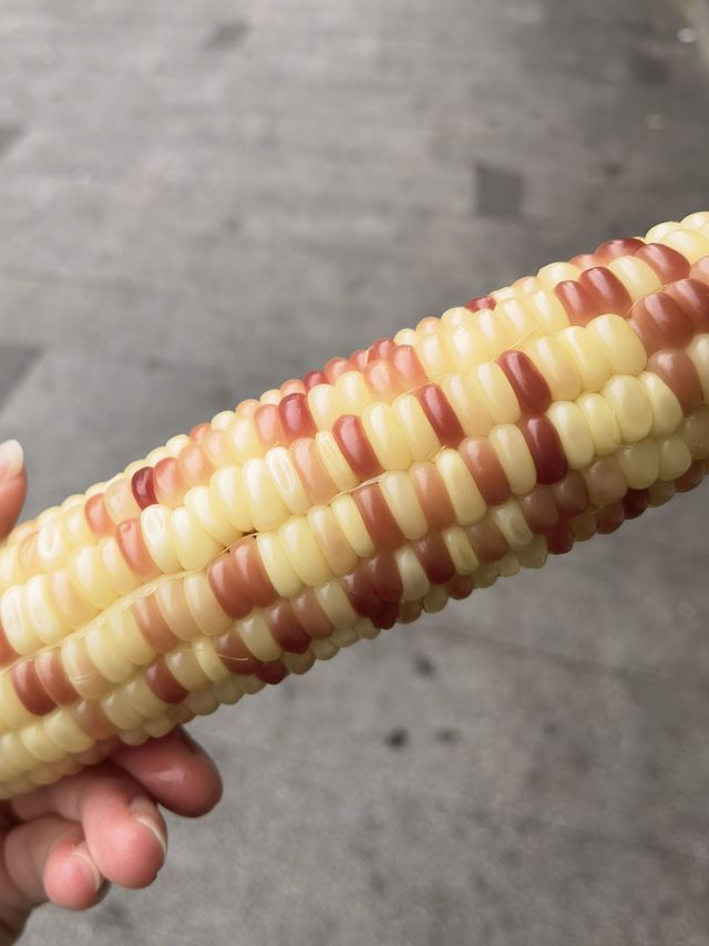 糯玉米