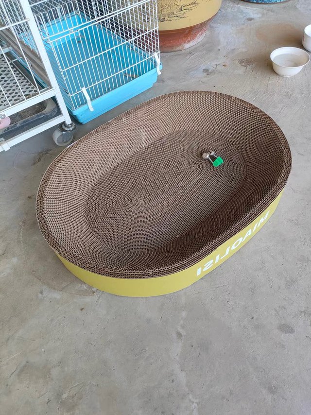 让猫咪尽情抓挠