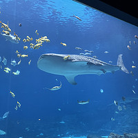 水族馆奇妙之旅：探索海洋世界的快乐一天