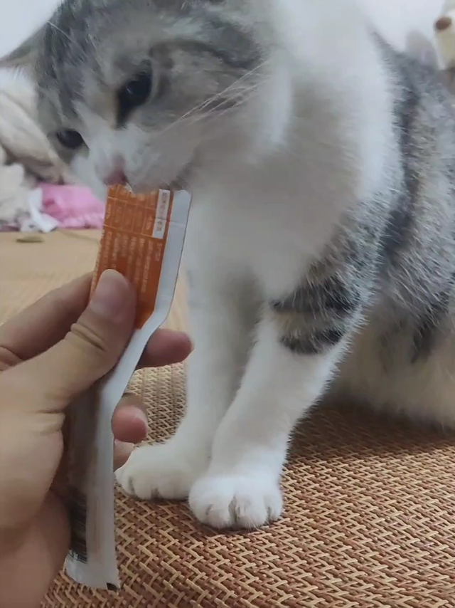 小猫咪嘎嘎炫的盒边猫条