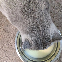卫仕猫咪用羊奶粉——猫猫超喜欢
