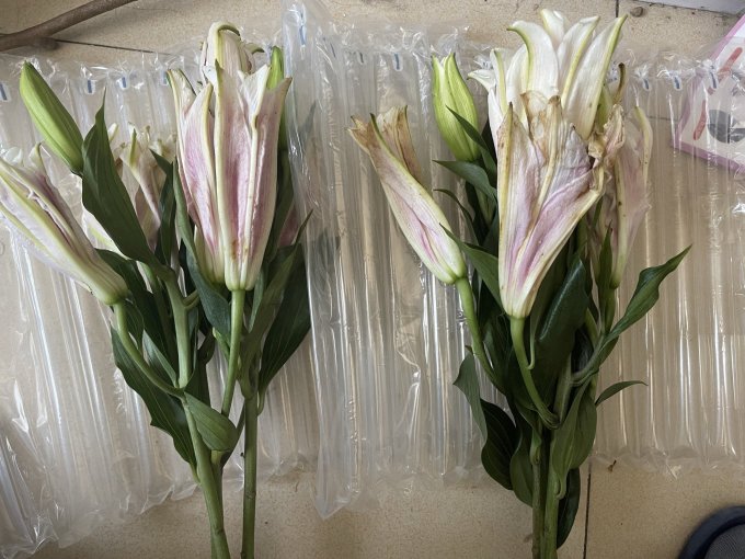 鲜花