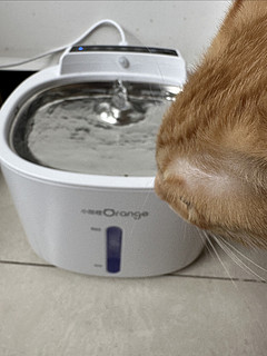 小甜橙猫咪喂水器