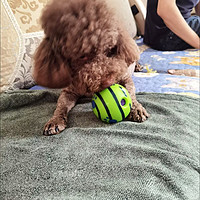 铲屎官好物评选✔可以买一个玩具球给狗狗培养感情✔