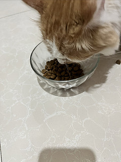 目前为止猫主子第一次抢着吃的好物猫粮