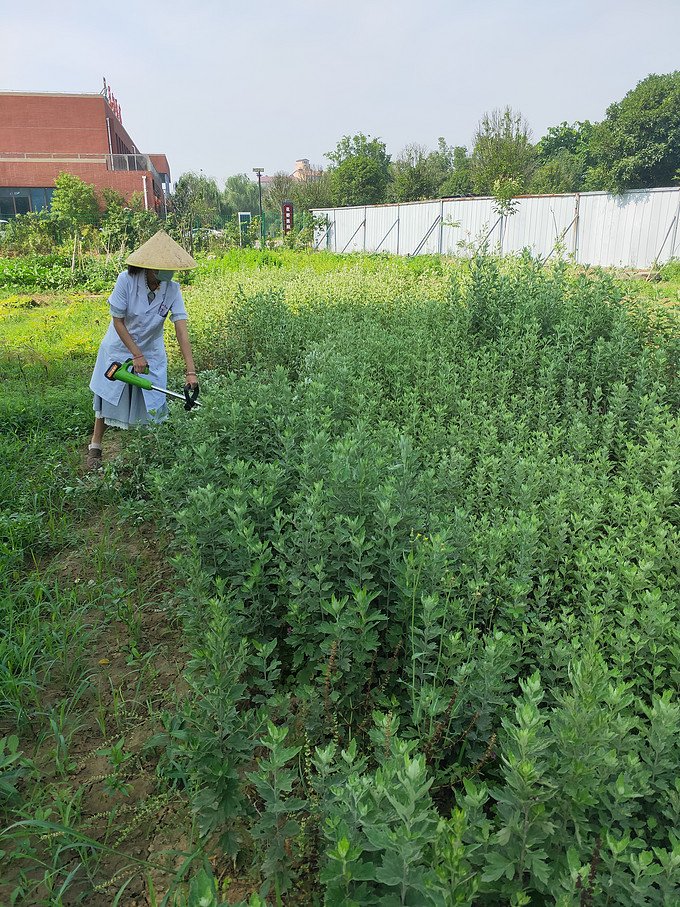 鲜花绿植