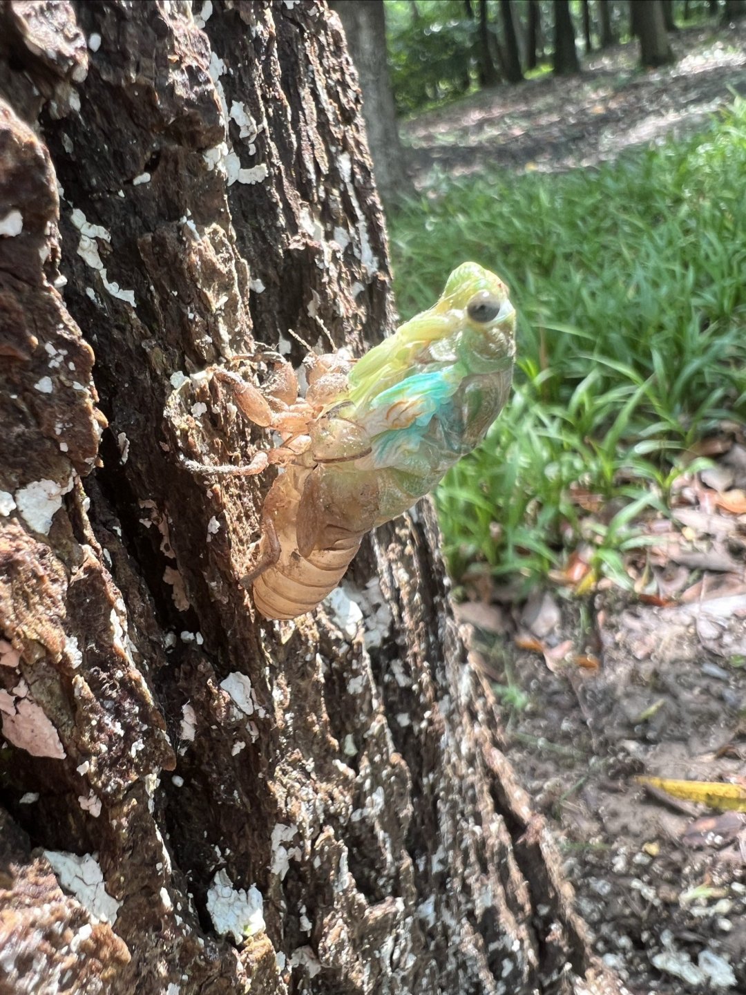 夏天的声音是蝉鸣