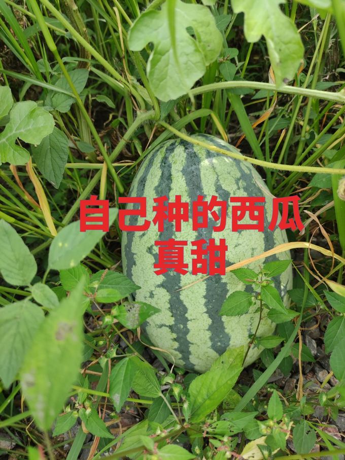 新鲜水果