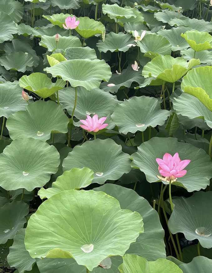 鲜花绿植