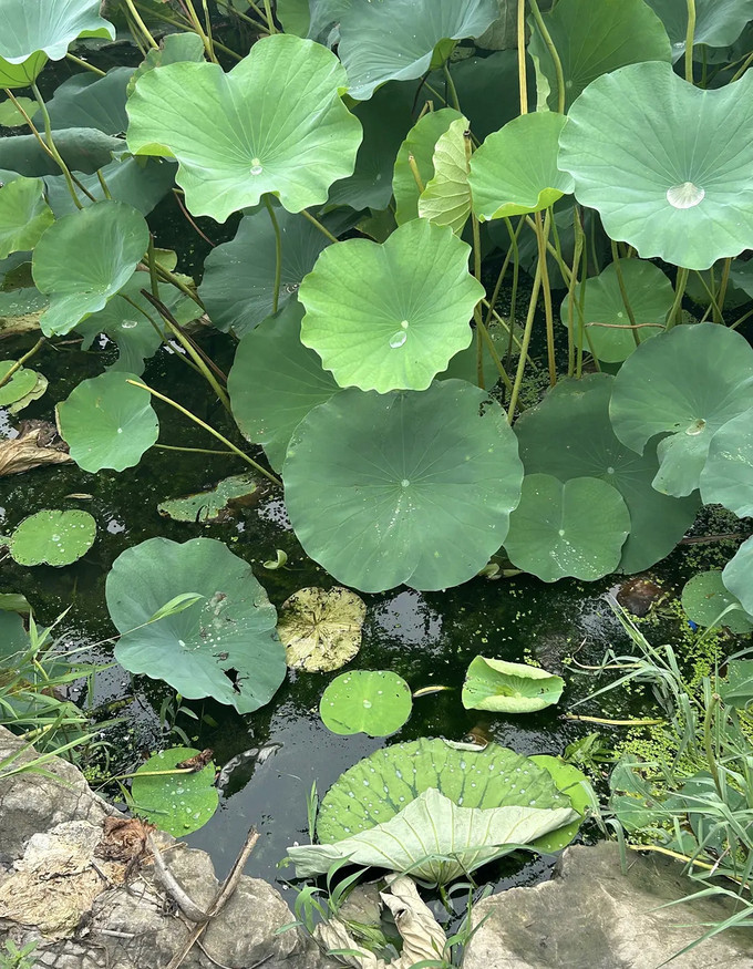 鲜花绿植