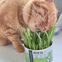 养了一只爱吃草的小猫咪～