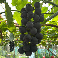 美食 篇七十四：马上又要到葡萄采摘的季节了