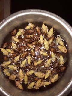 一晚上捉1857个，迎娶白富美