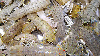 皮皮虾的做法以及营养有哪些