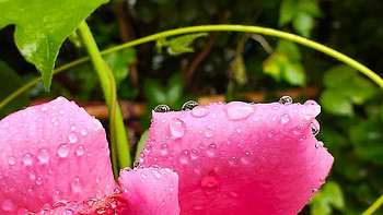 雨中漫步之手机摄影记录夏季里的独特光影