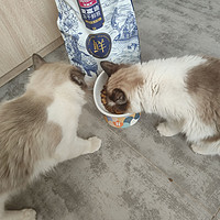 麦富迪的猫粮，让你的猫咪爱上吃饭！