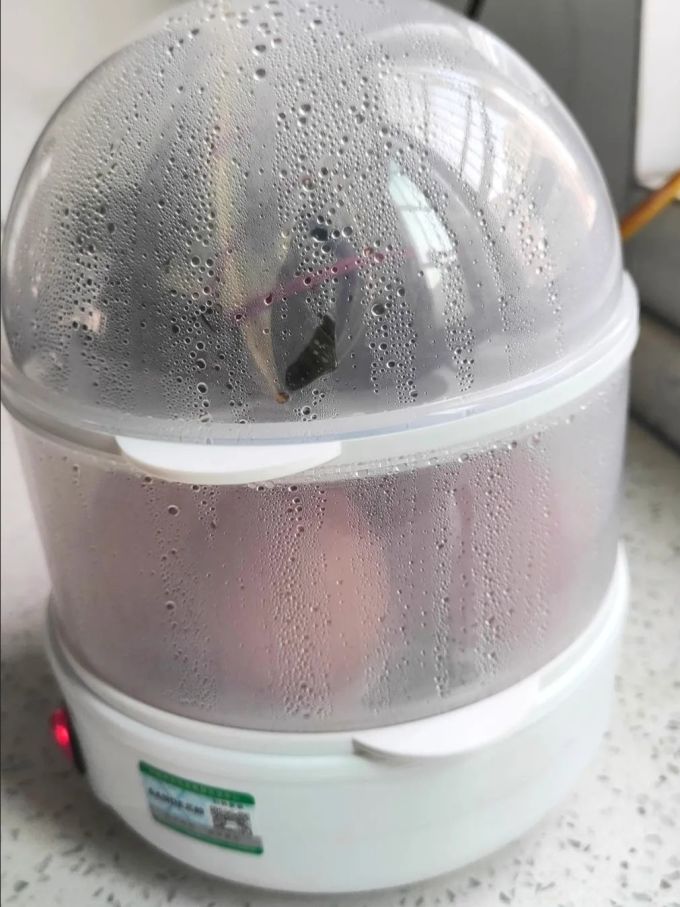 小熊煮蛋器