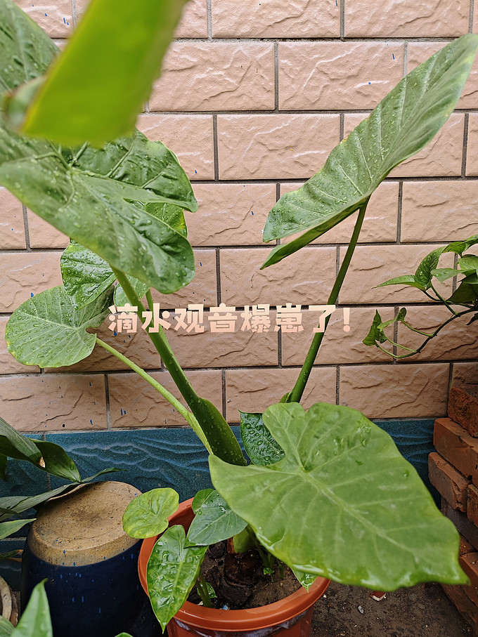 鲜花绿植