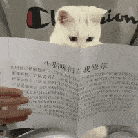 养猫要定期换粮吗？