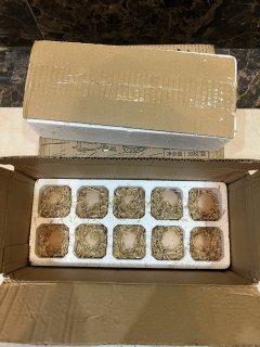 10元30枚公鸡蛋！这是我买过最划算的鸡蛋了