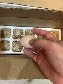 10元30枚公鸡蛋！这是我买过最划算的鸡蛋了