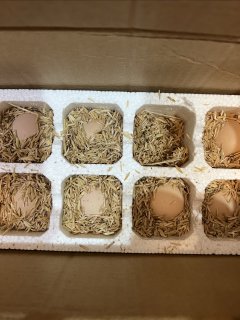 10元30枚公鸡蛋！这是我买过最划算的鸡蛋了