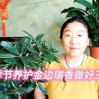 高温季节养护金边瑞香做好三件事