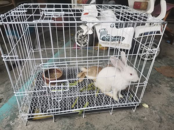 买个狗笼养兔子
