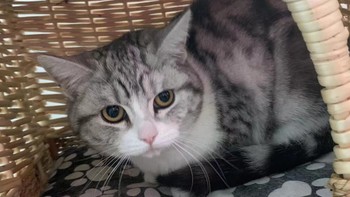 猫粮推荐 篇十一：平价猫粮怎么选？10-20元左右一斤的猫粮推荐