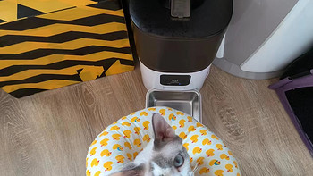 宠物 篇五：我家超好用的小家电——PAPIFEED猫咪自动喂食器