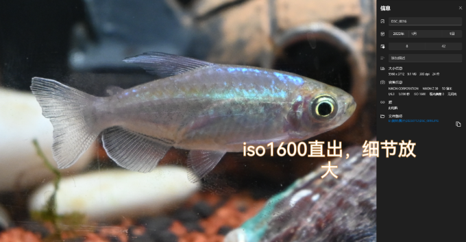 尼康相机