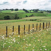 新西兰葡萄酒，怀卡托-Waikato