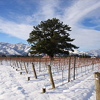 新西兰葡萄酒，中奥塔哥-Central Otago