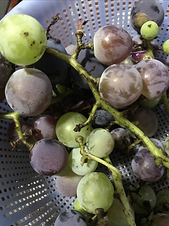 纯天然的夏黑葡萄，还带一层霜呢。