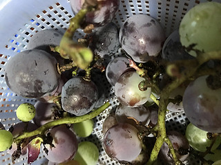 纯天然的夏黑葡萄，还带一层霜呢。