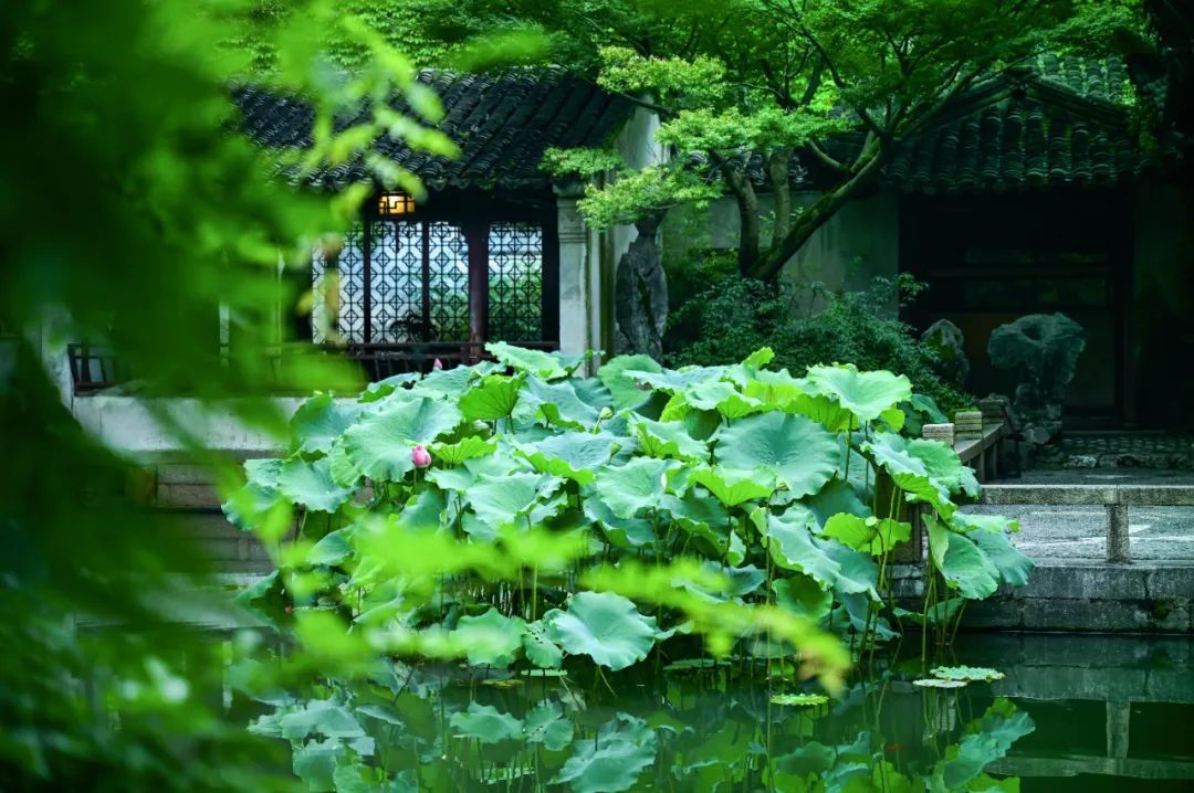 留园绿荫轩，宽敞的临水露台和一池荷花。©图虫创意