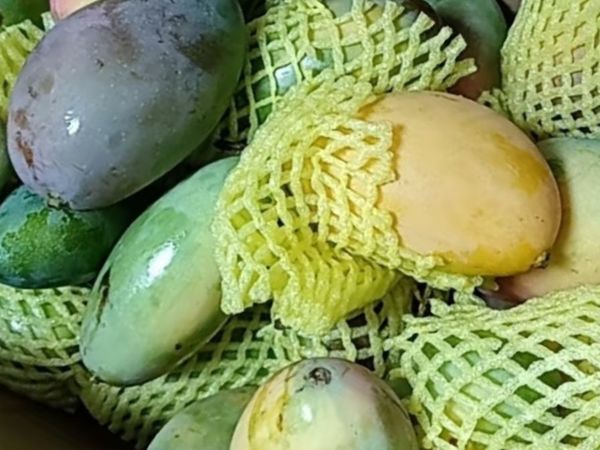 夏日饮食之优仙果凯特芒果