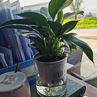 植物专栏 篇十二：办公桌上要放点绿植吗？