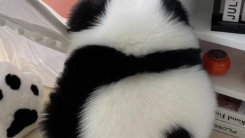 生活 篇七十六：熊猫抱枕可爱又舒适!好喜欢
